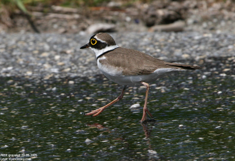 Nature/Birds/P/petit_gravelot _IMG_6720.jpg